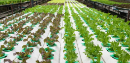 Public support for CRISPR gene edited food surges in the UK